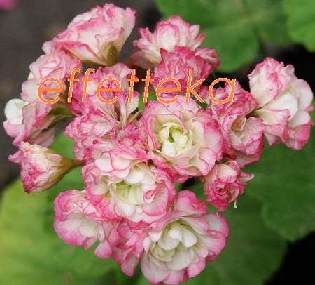 Appleblossom Rosebud - зональная, розоцветная 