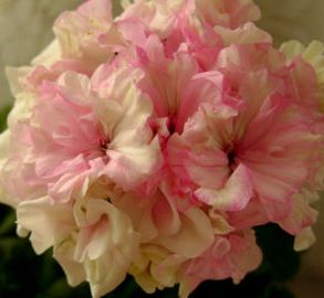 махровые розовые пеларгонии