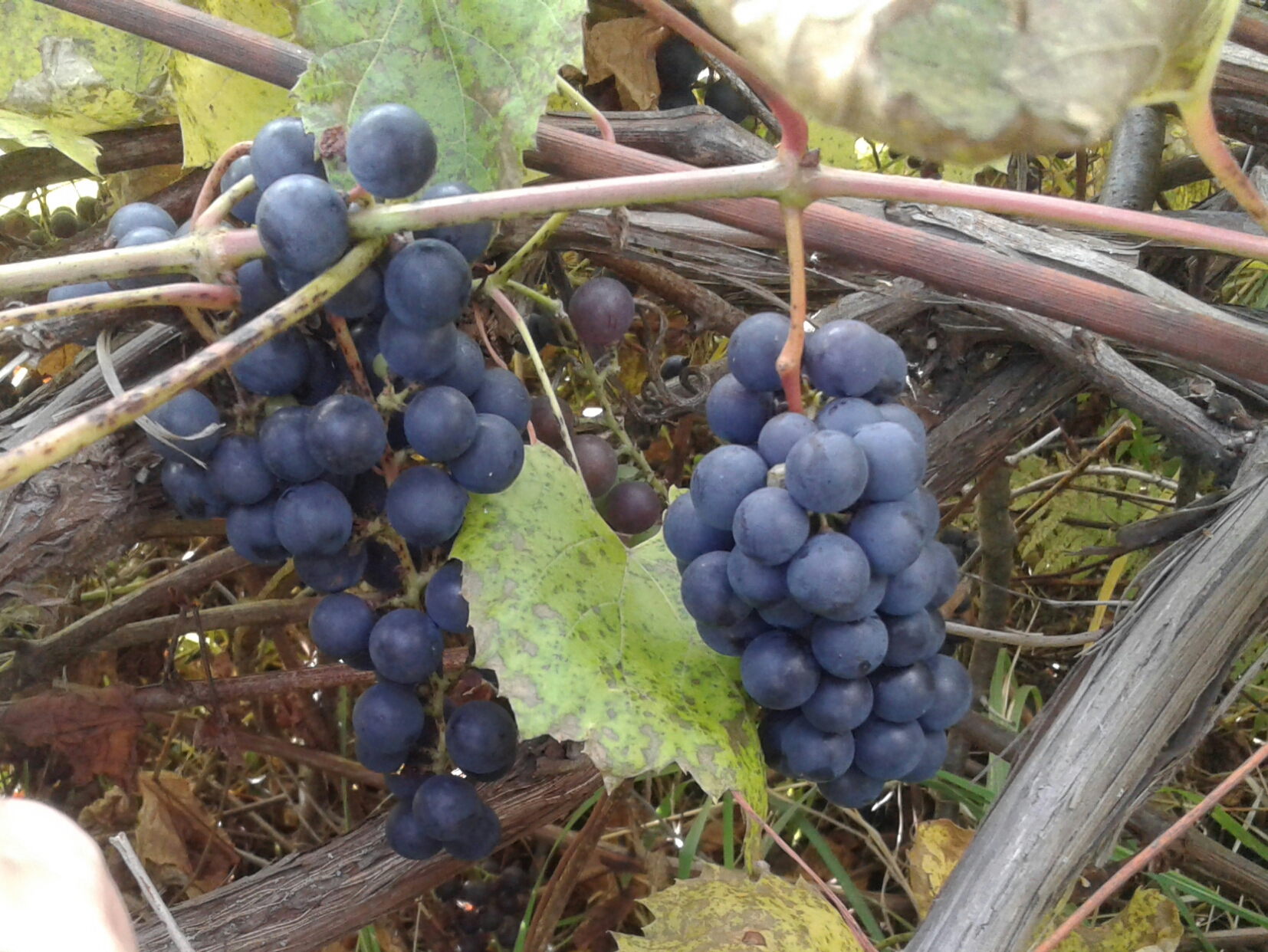 Саженцы подмосковного винограда