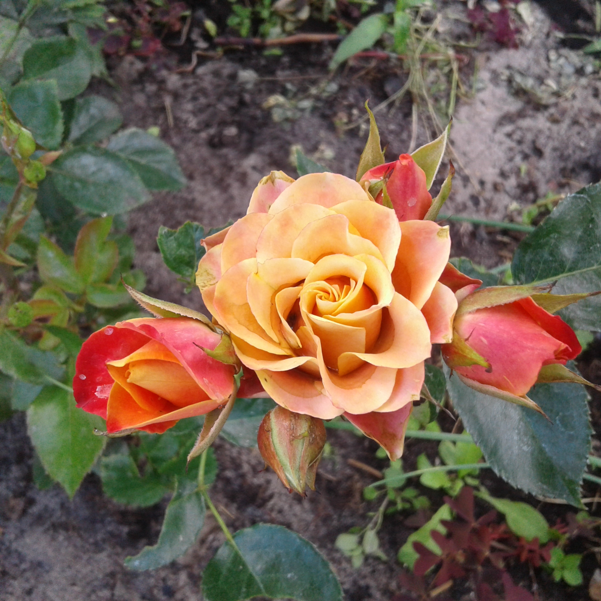 Розы флорибунда