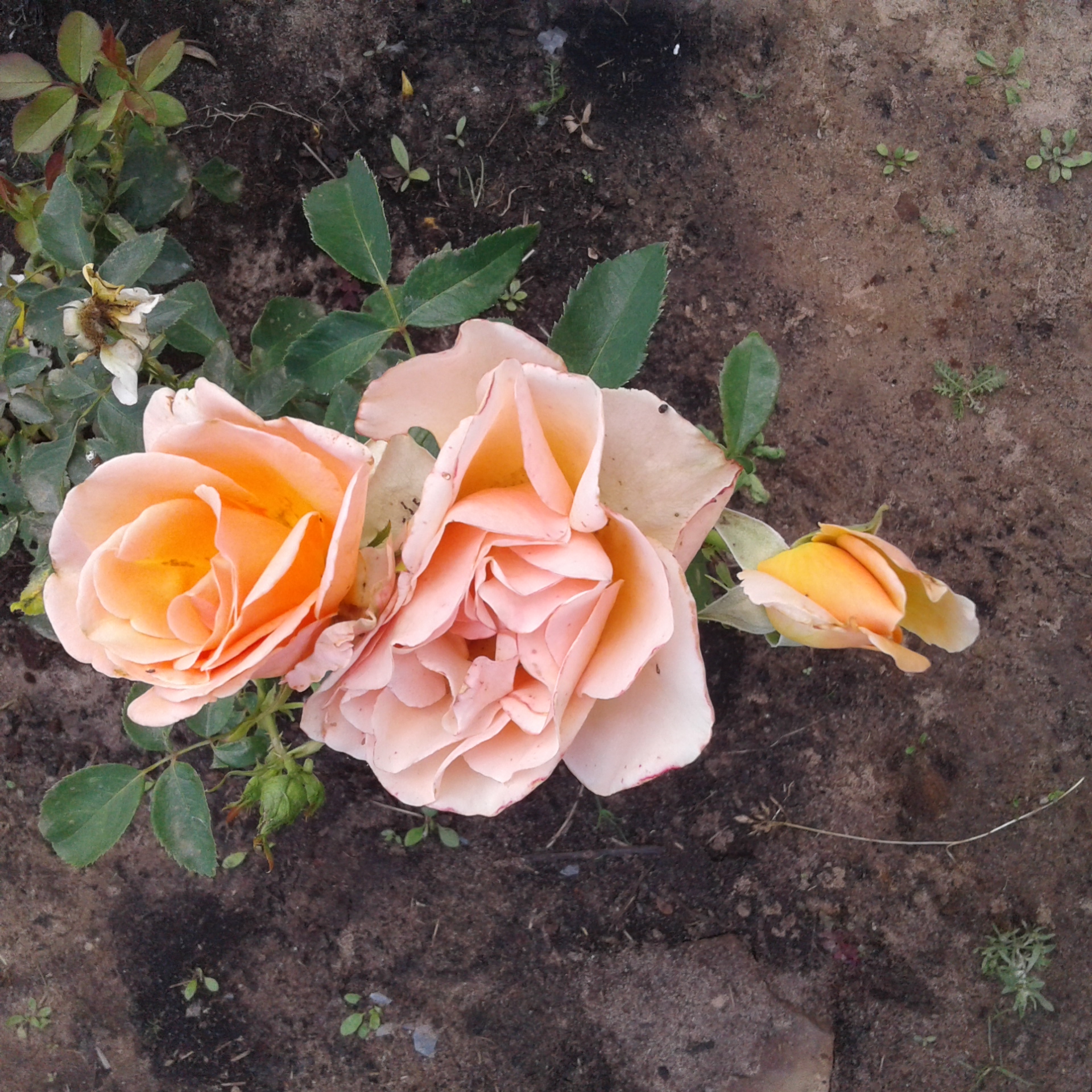 Розы фларибунда