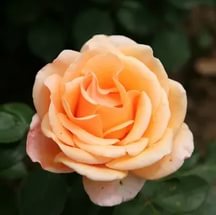 розы чайно-гибридные