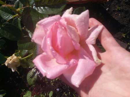 розы флорибунда шрабы