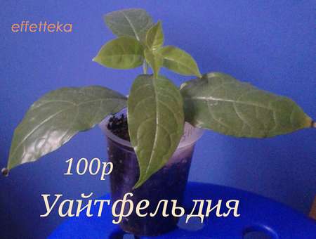 неприхотливые комнатные растения