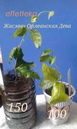 красивоцветущие комнатные растения