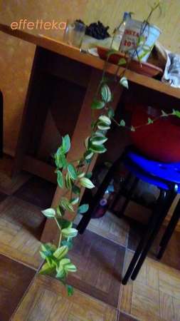 неприхотливые комнатные растения