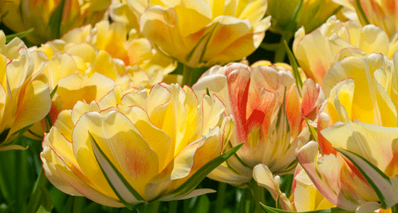 пионовидный тюльпан