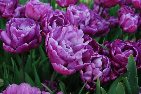 пионовидные голубые тюльпаны
