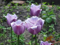 пионовидные голубые тюльпаны
