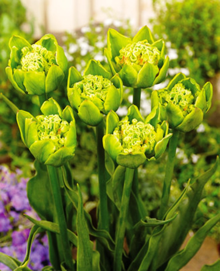 зеленоцветные бахромчатые тюльпаны