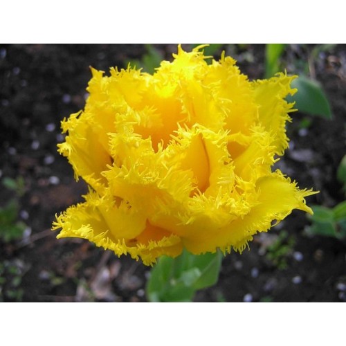 пионовидные желтые тюльпаны