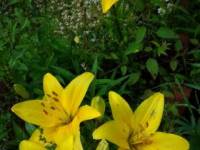 Лилии желтые от Ксении