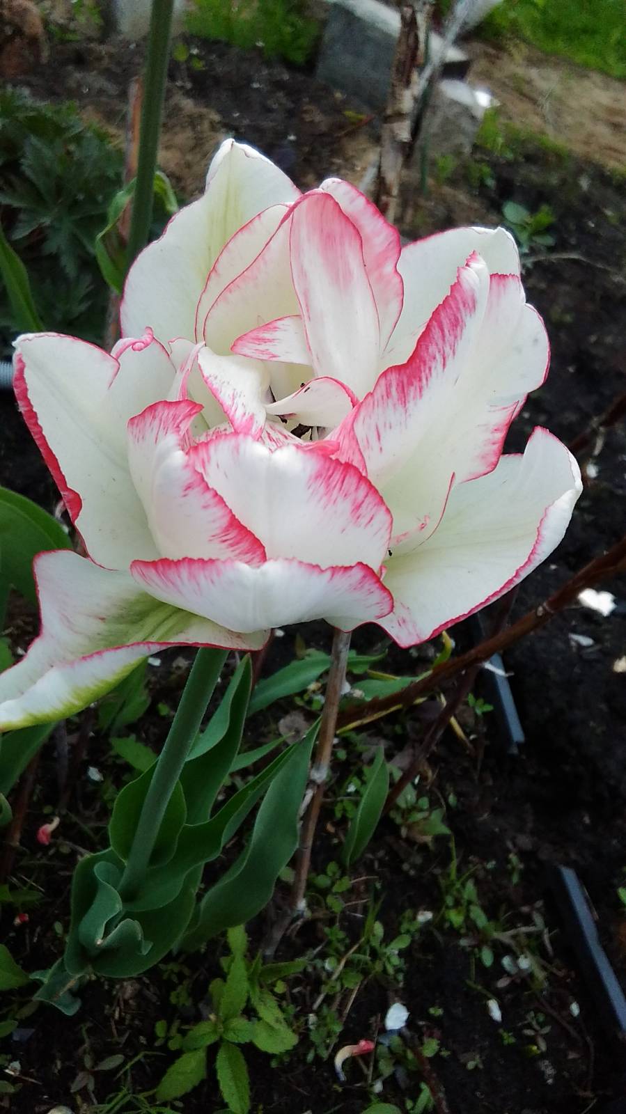 пионовидный тюльпан