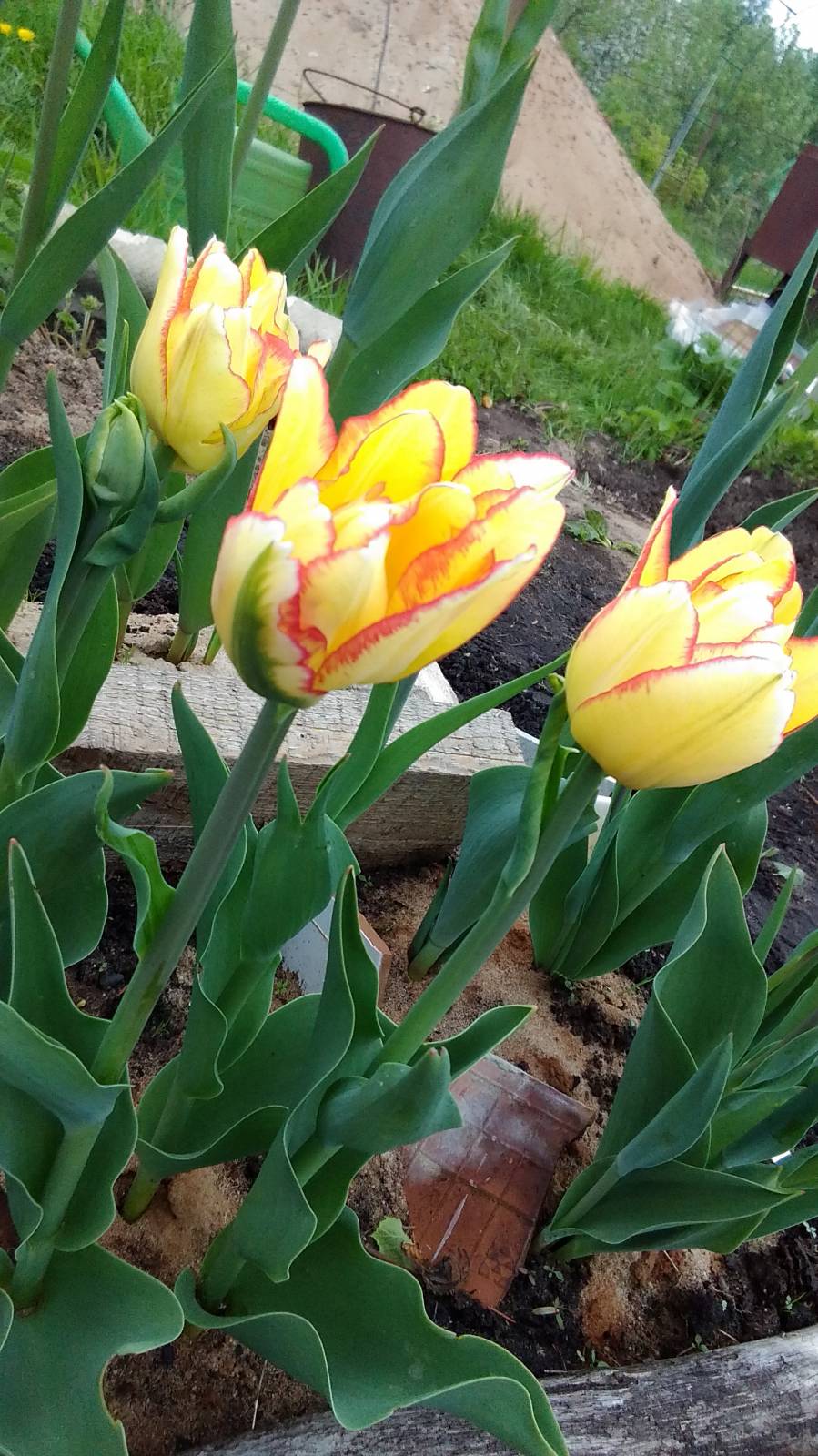 тюльпан многоцветковый