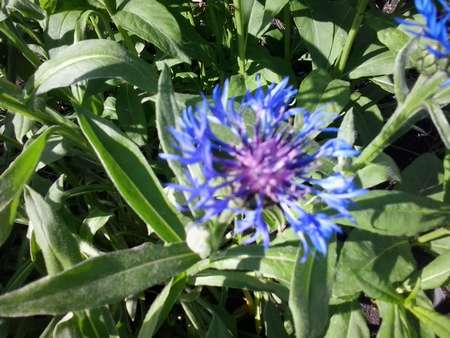 голубые весенние цветы